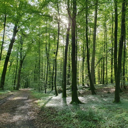 Ambient Online - One Sample Dare 32 : In Need Of Oil