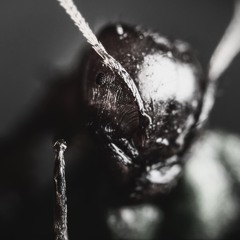 Ant One