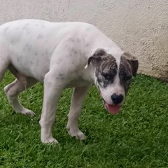 luiia
