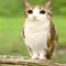 meowl