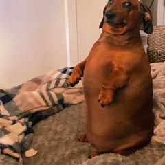 Small Wiener  Dog