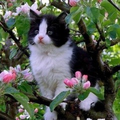 анимешник костя