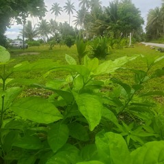 roselina