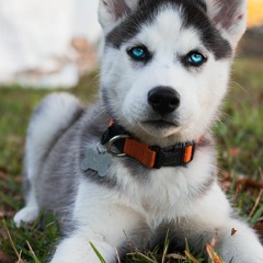 HUSKIES ARE AWSOME