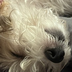 tauky