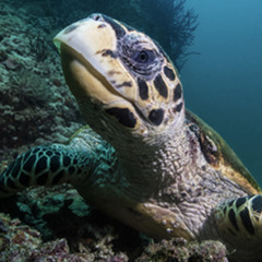 trippin turtle