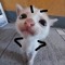 Chu Van Chien