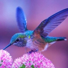 Colibri