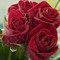 Abeer Hassan Hassan