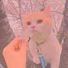 kiko