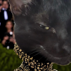 il GATTO