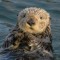 JoeOtterson