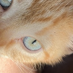 fiyo