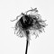 UnkownFlower