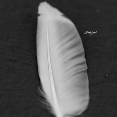 StephYousfi Photography