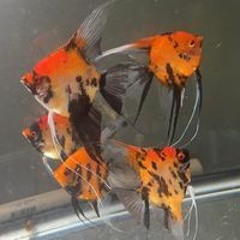 Khairy Farouk Badawy