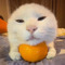 Kotaige