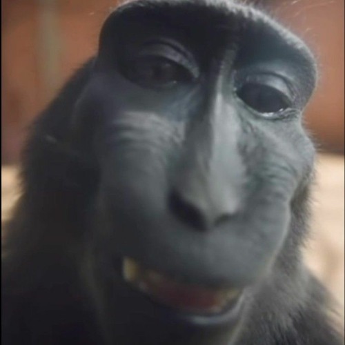 Monkey 🐒’s avatar