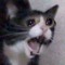 Kitt