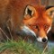 foxsake45