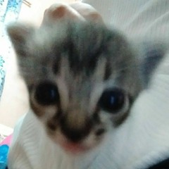 касатик