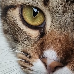 Jeanie
