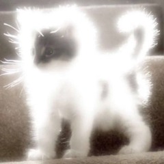 grizzlypng