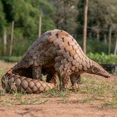 mongolian pangolin