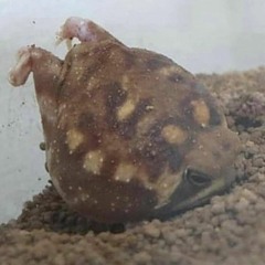 frogboy