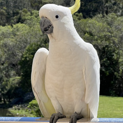 Dan