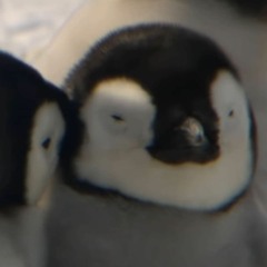 ssdsdaisym I n