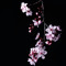 Itz_complicated.