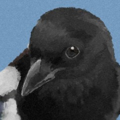 magpie