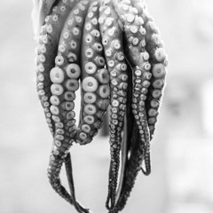 Octopus and Co. Music