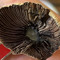 arcshell