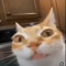 Random Cat