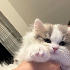 ぴょた