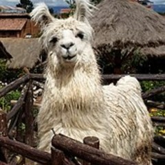 Lama Glama