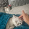 Amena