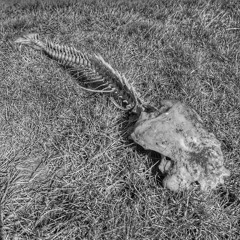 Fossil