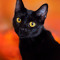 Pipecat123