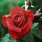 Samy El Sayed