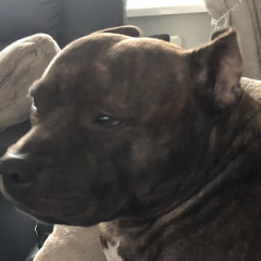 Stu