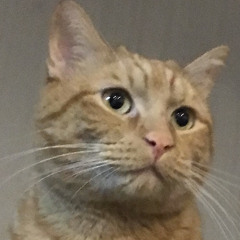 Y G