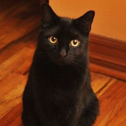 el gato negro’s avatar