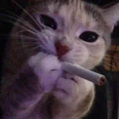 sixsillycats