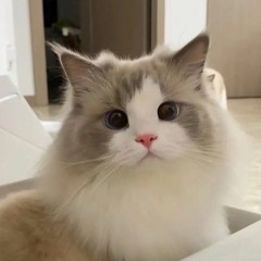 𝘬𝘢𝘵𝘺‼️