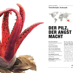 Nutzpflanze