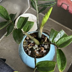 BiỉainCP_Deephouse