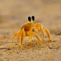 BedCrab